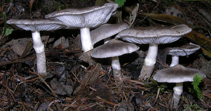 Tricholoma cingulatum fo.ramentaceum.